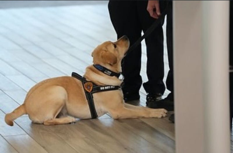 Trisko the dog that has been trained to sniff out explosives at MacArthur Airport  on Long Island. 