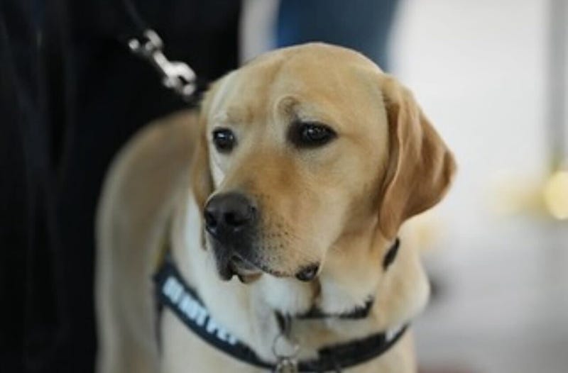 DOG TRISKO IS A DOG--THAT HAS BEEN SPECIALLY TRAINED FOR MONTHS TO SNIFF OUT EXPLOSIVES HERE AT MACARHUR AIRPORT