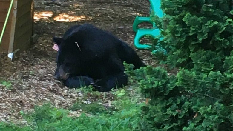 Connecticut police issue warning after bear paws at man gardening in his yard