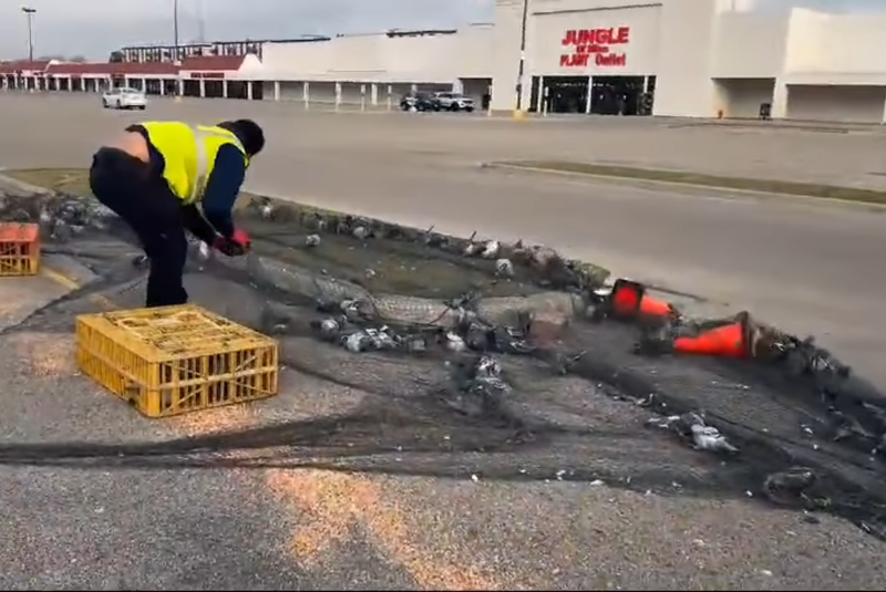 A still taken from a video provided by Great Lakes Pigeon Rescue shows a worker trap dozens of pigeons in a parking lot in Niles.