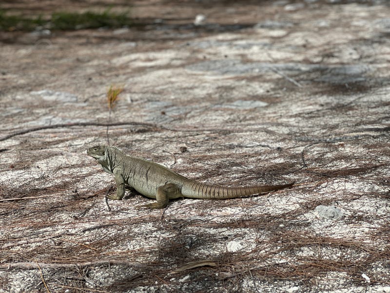 Making friends at Iguana Island