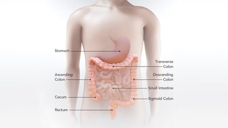 diagram of intestinal tract