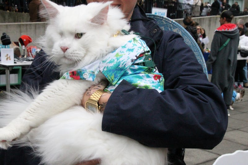 Cat dressed in a Hawaiian shirt. 