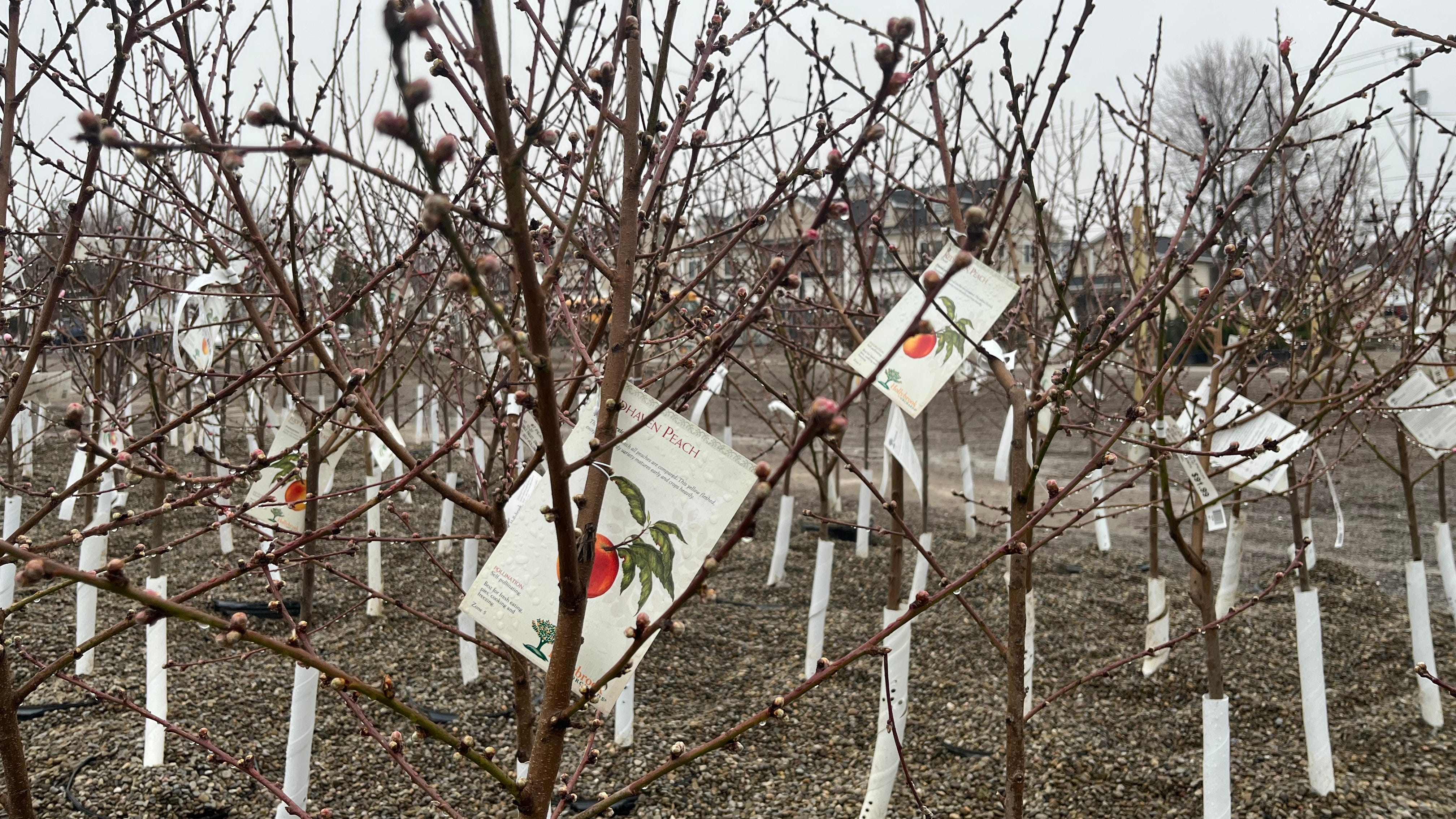Fluctuating Western New York winter weather a cause for concern for fruit, plant farmers?
