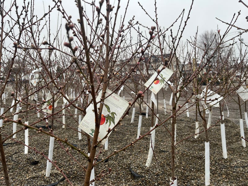 Russell's Tree and Shrub Farm
