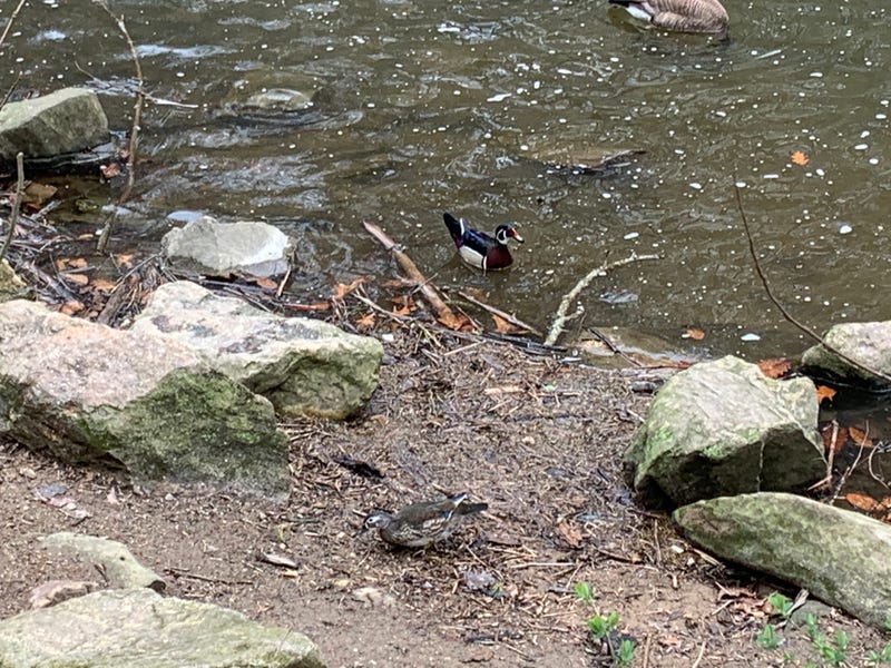 wood ducks