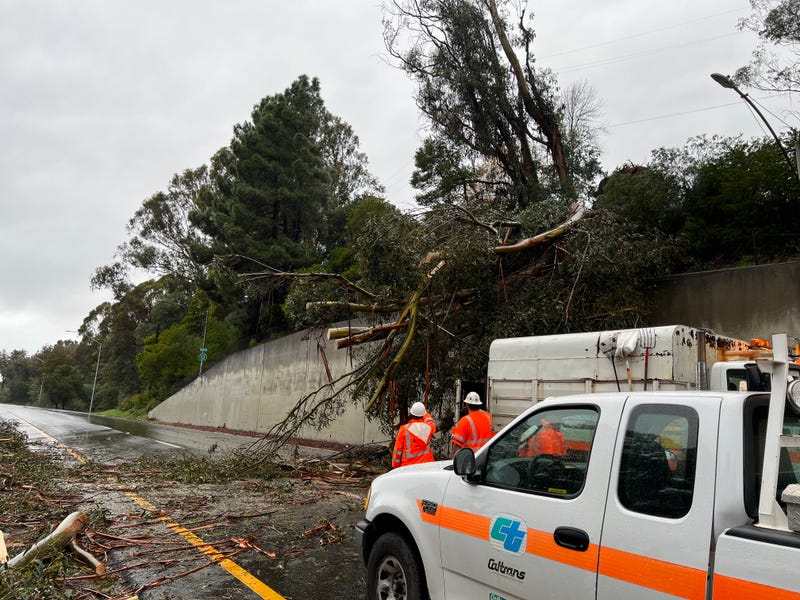 Caltrans crews working to clear a massive tree which fell on Highway 13 on Thursday morning.
