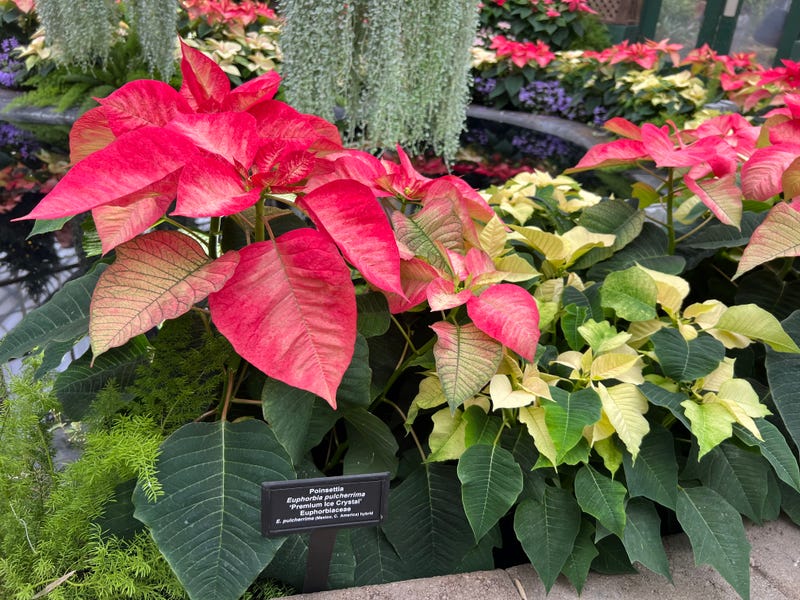 Poinsettias on display in the Lincoln Park Conservatory.