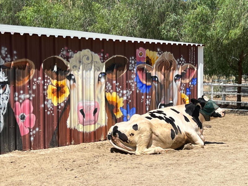 cow sitting outside a barn
