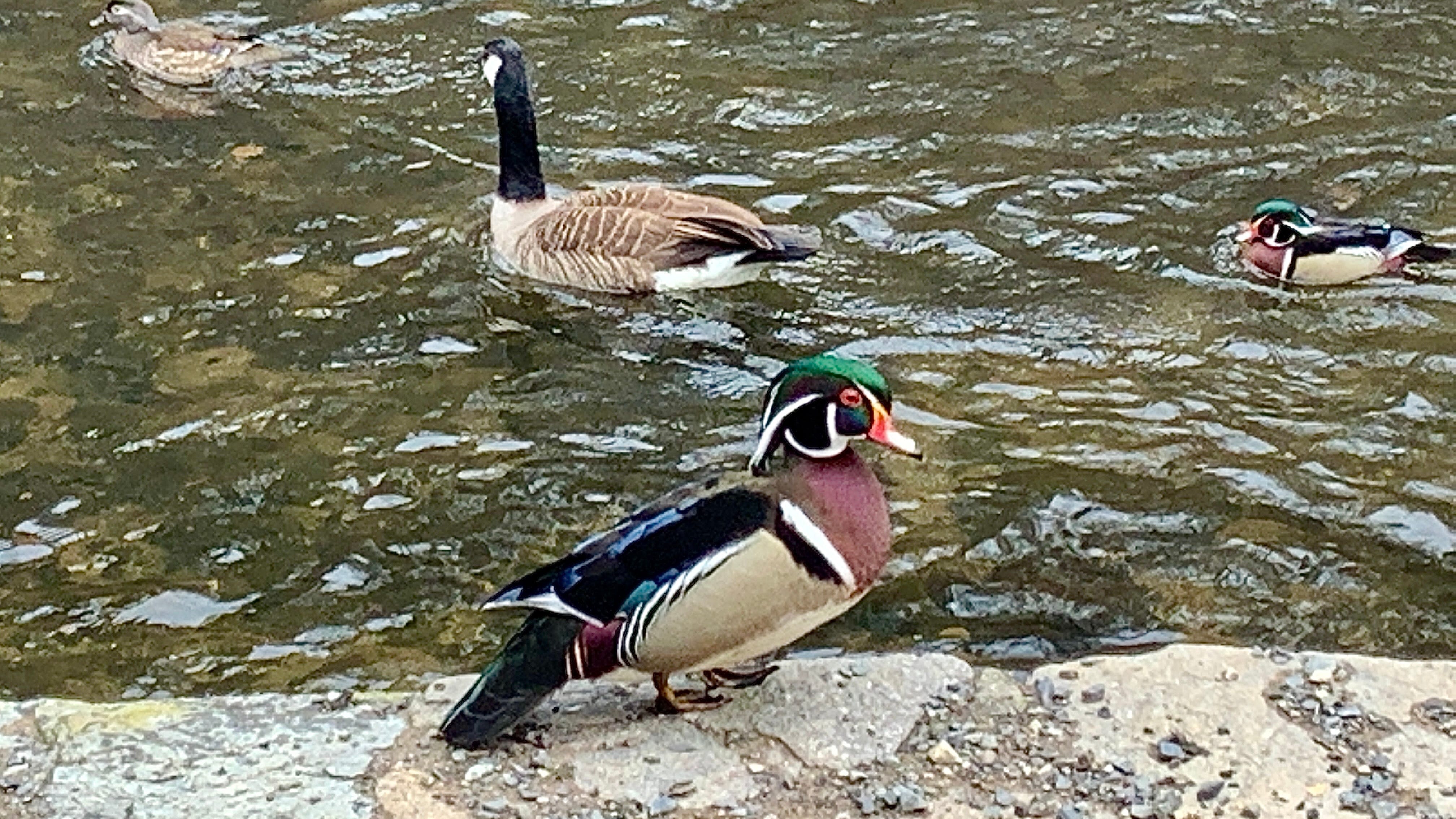 Hunting in Philadelphia for a glimpse of a spectacular visitor