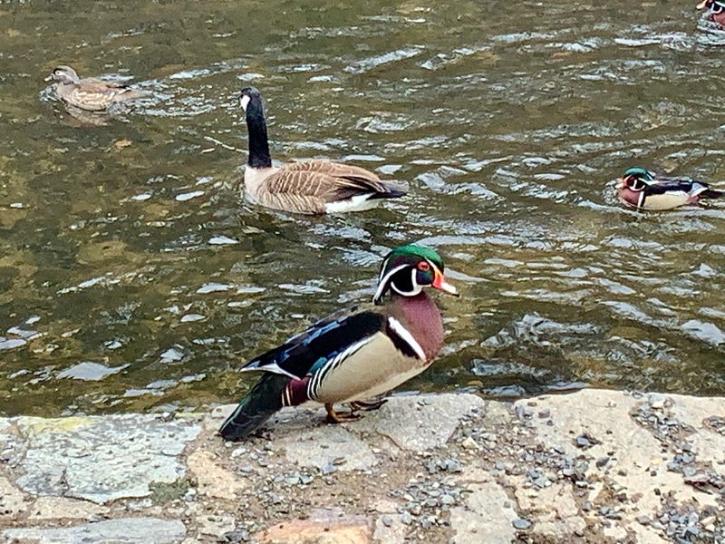 wood ducks