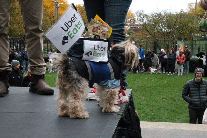 Dog in an Uber Eats costume.
