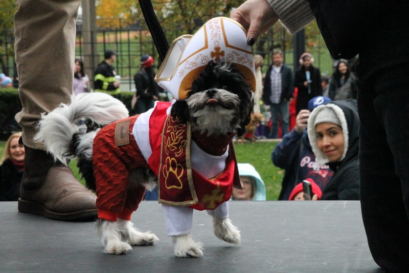 Dog dressed as pope at dog Halloween parade.