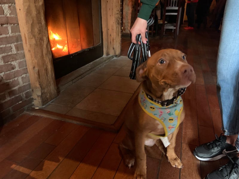 Thor was one of the adoptable dogs at a Puppy Bowl watch party at Devil's Den in South Philadelphia.