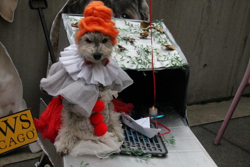 Dog dressed as Pennywise