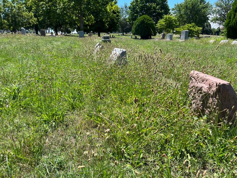St. Marcus cemetery gravestones with grass grown over them