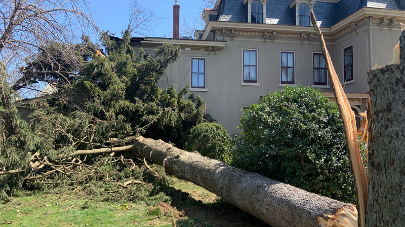 Mark Craig said his wife had just opened the back door when a tree came down behind their house.