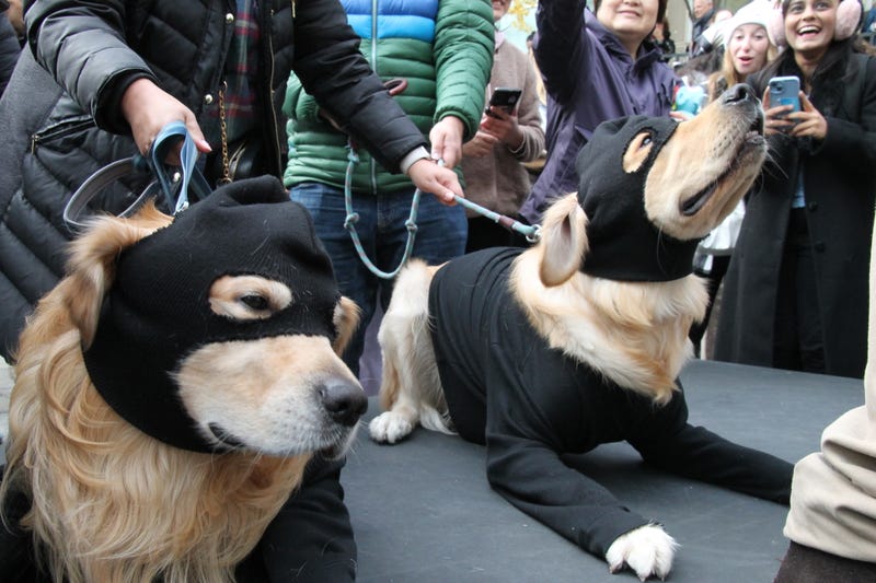 Two golden retrievers dressed as robbers took to the stage.