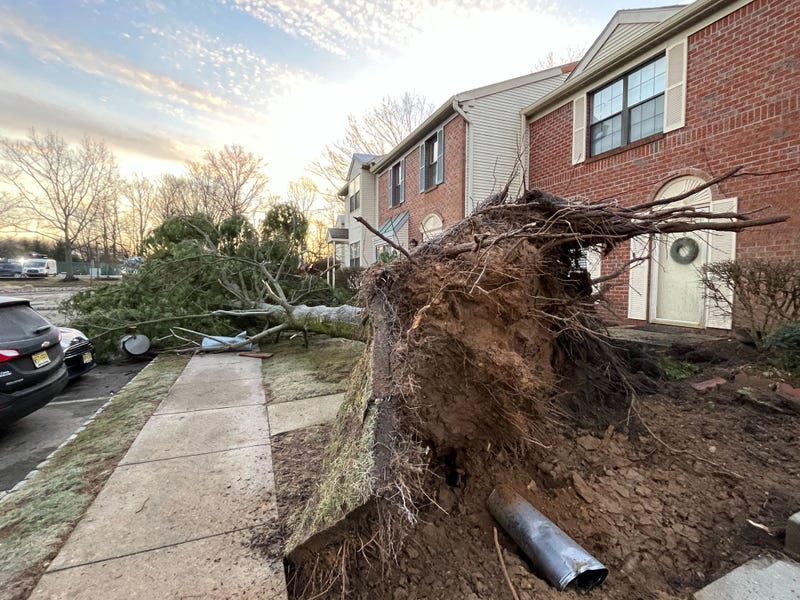 uprooted tree