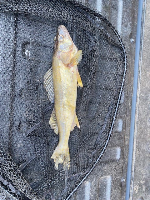 The culprit - an 18-inch walleye that a bald eagle dropped on Beth Lindburgh's truck windshield, shattering it on Highway 169.