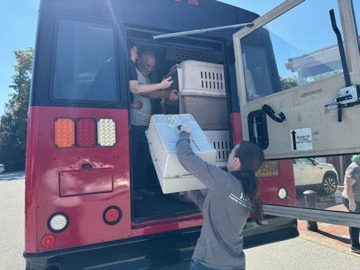 The Brandywine Valley SPCA in West Chester took in 30 cats from shelters in Florida Wednesday night, hours before Hurricane Milton walloped the Sunshine State.