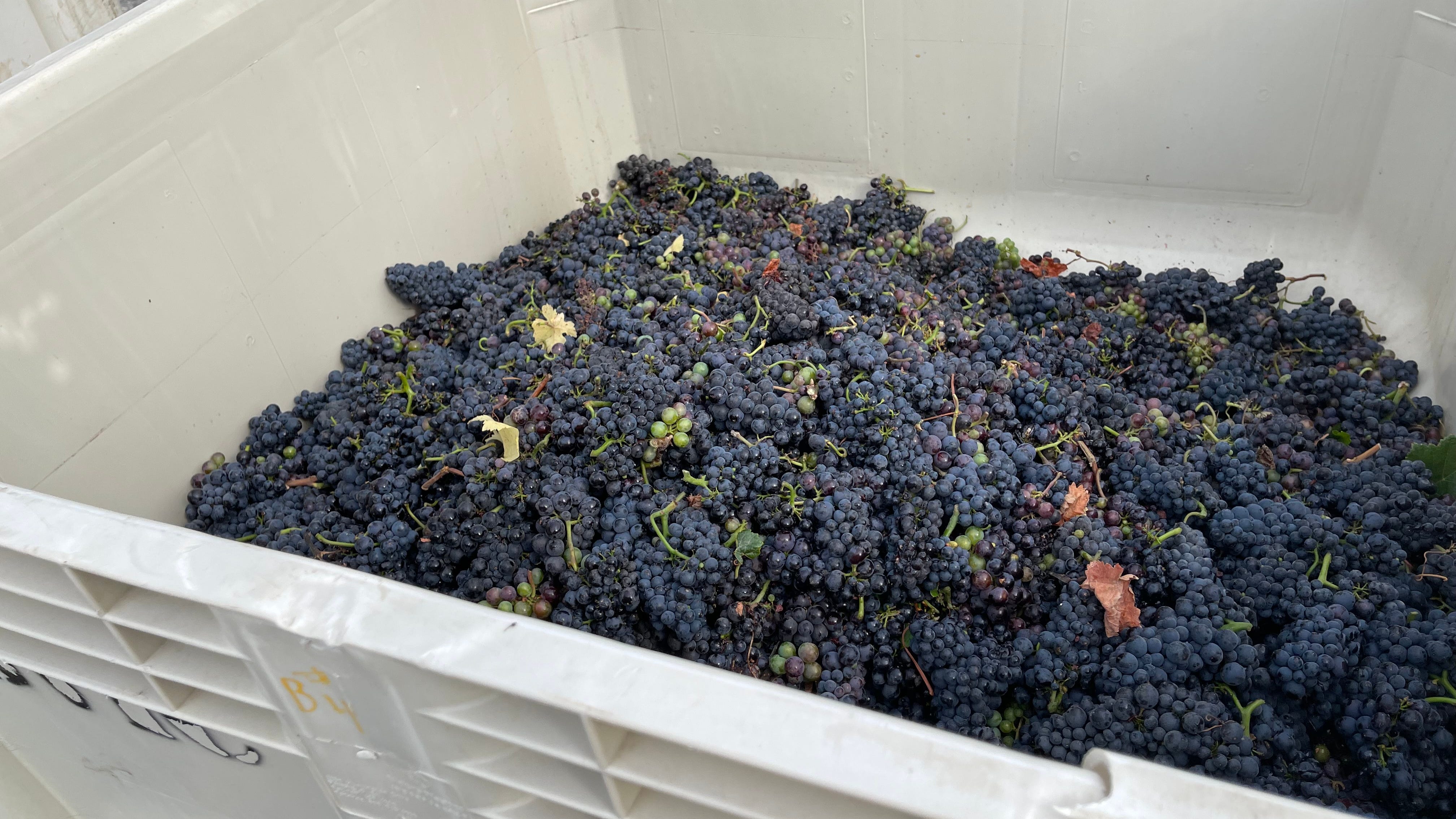 VIDEO: Turning drought into wine – Sonoma County grape harvest begins