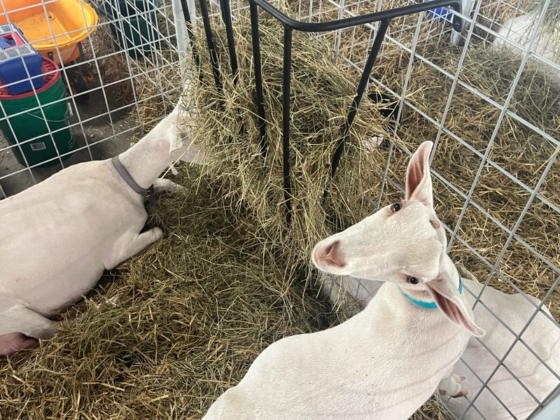 Goats, pigs, cows, rabbits, chickens and more all at the Niagara County Fair this year!