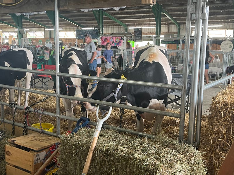 Cows at the 2024 Niagara County Fair