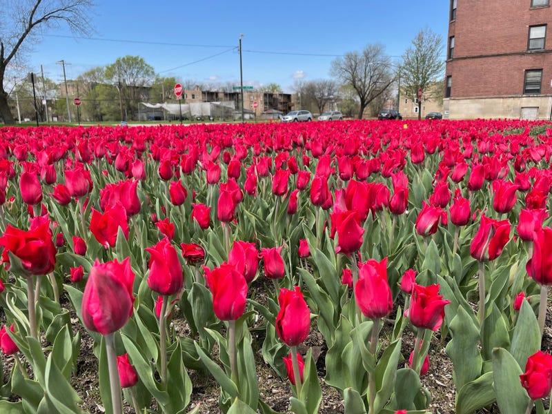 tulips