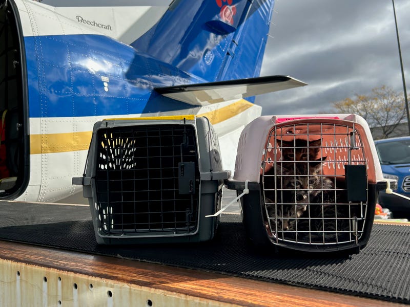 Cats loaded off plane