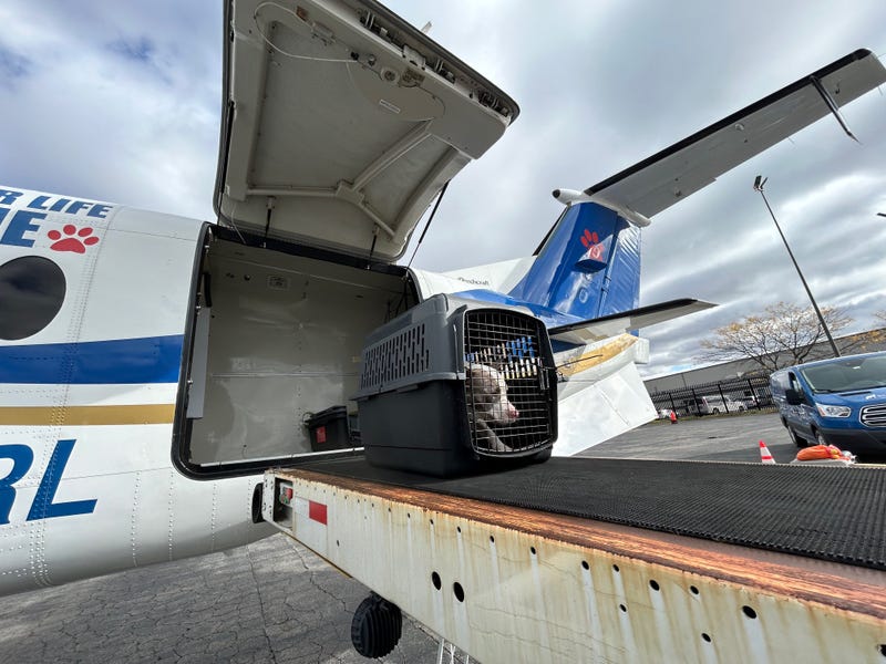 Dog unloaded from plane