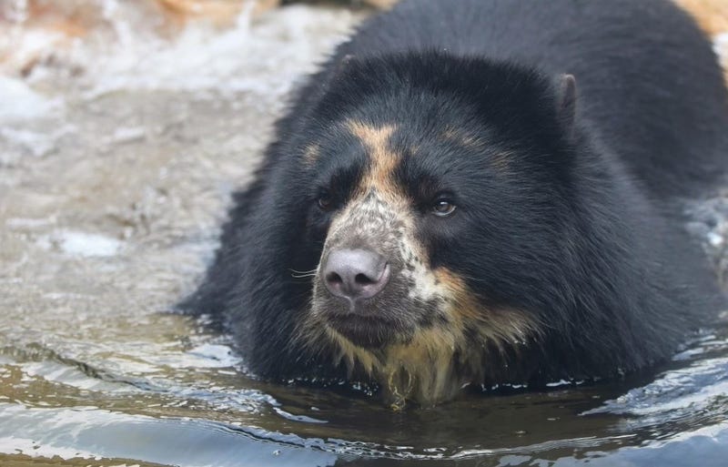 ben the andean bear going for a little swim