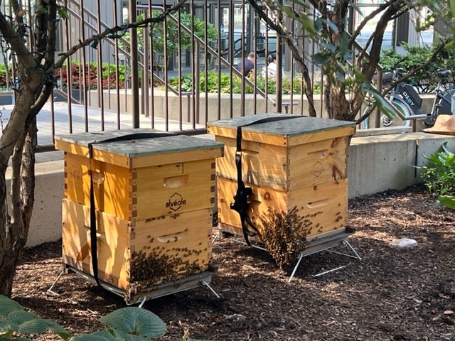 beekeeping
