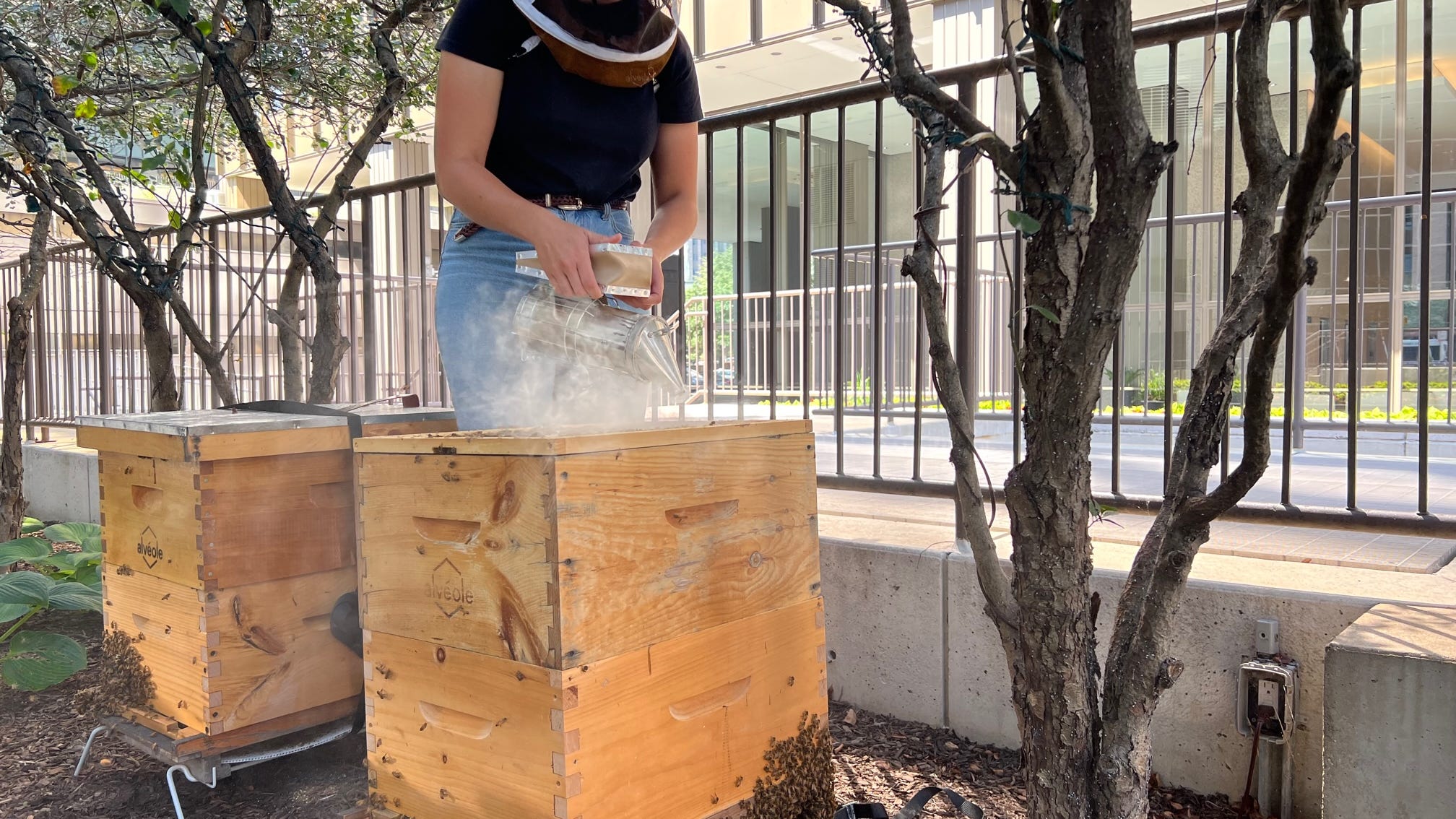 Chicago's buzzing with urban beekeeping