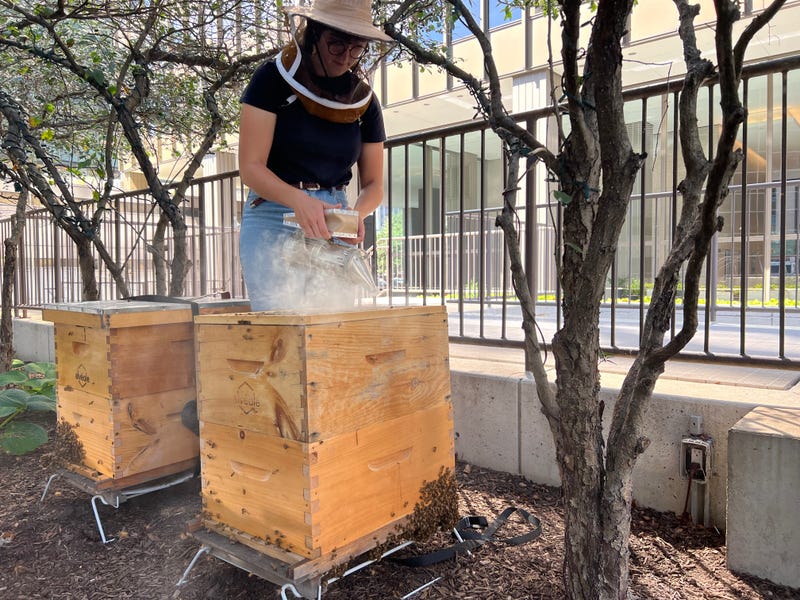 beekeeping