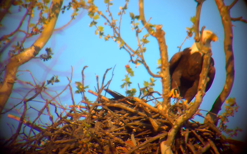 An eagle at White Rock Lake on Friday, April 18, 2025.