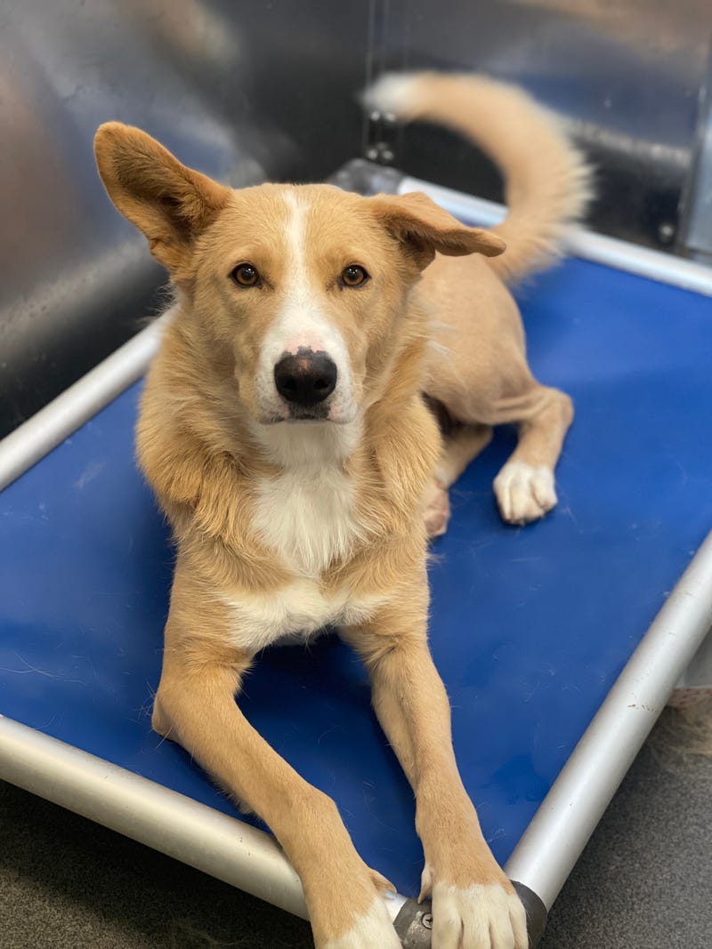 Clementine A1178231