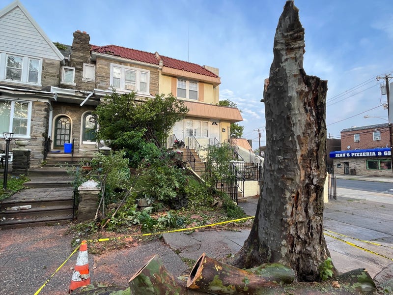 tree falls on row home