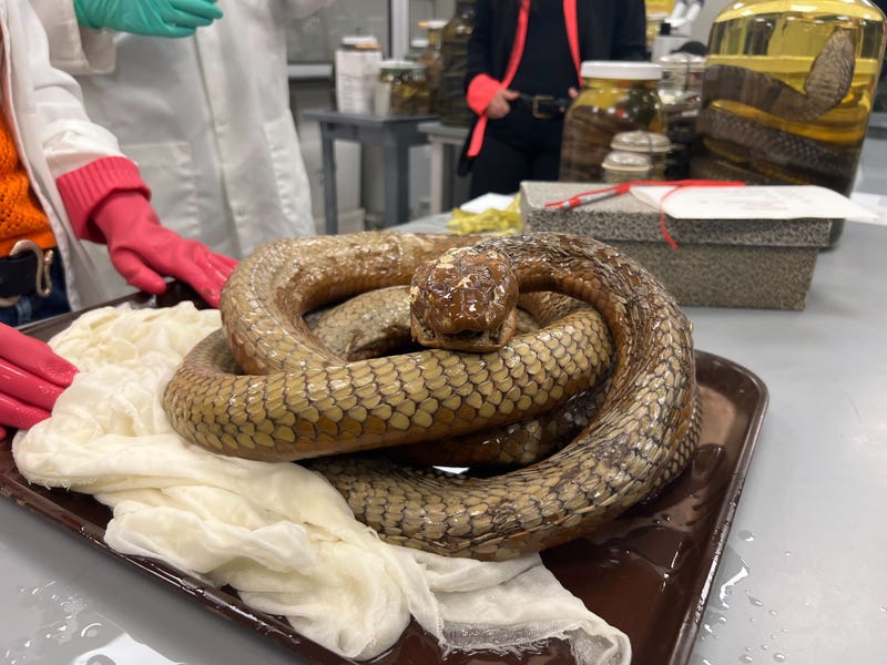 king cobra species