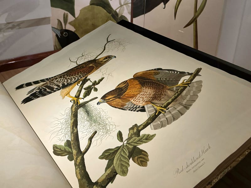 Illustrations of a red-shouldered hawk, shown in the Field Museum's "Birds of America" exhibition.