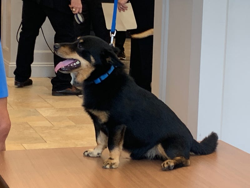 Kanji, a Lancashire heeler, will make his breed's debut at the National Dog Show and compete for the title of Best in Show.