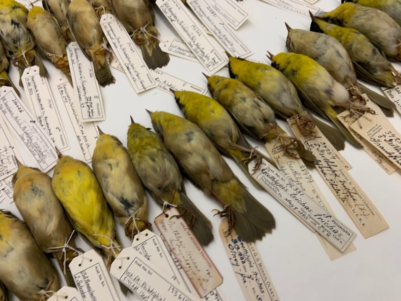 The Academy of Natural Sciences of Drexel University bird collection