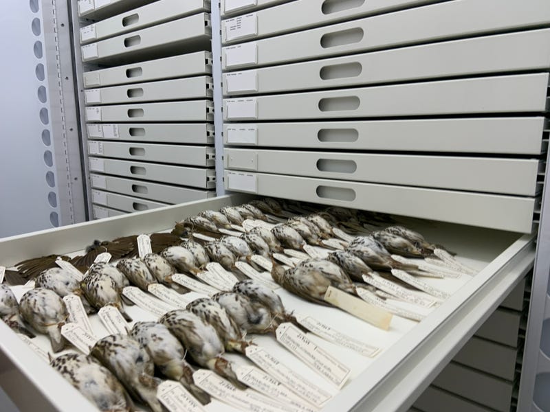 The Academy of Natural Sciences of Drexel University bird collection