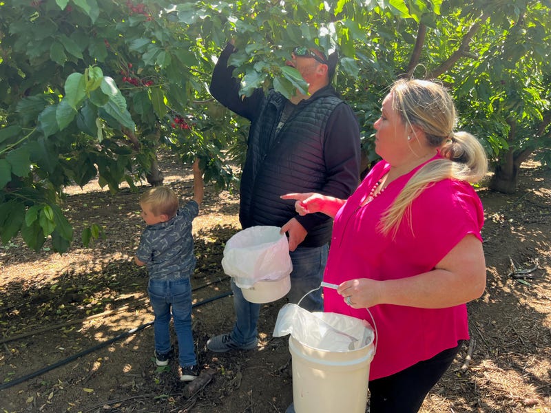 Jerry and Shannon Capwell and their sons Joe and Jax picking cherries.