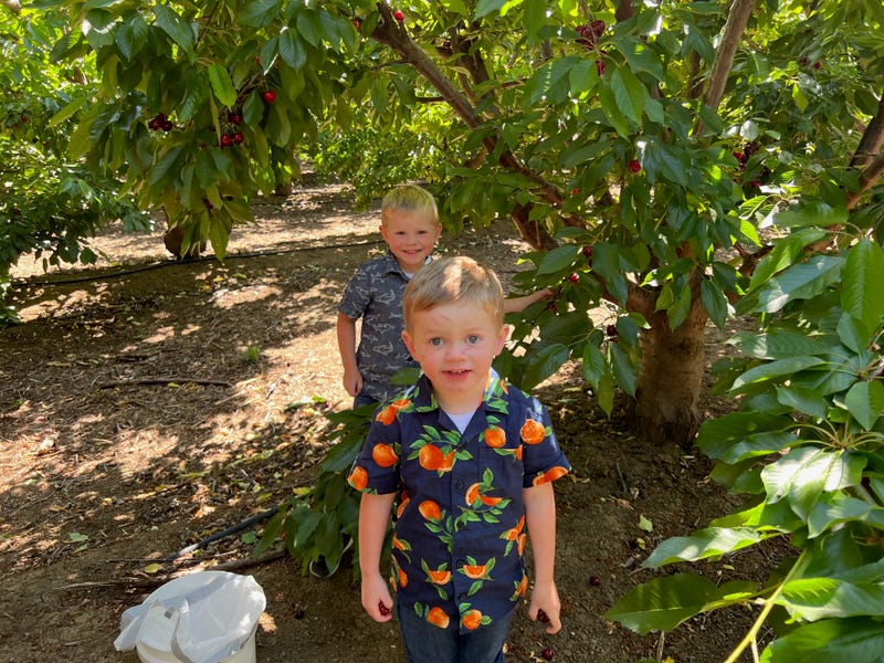 Joe and Jax Capwell picking cherries.