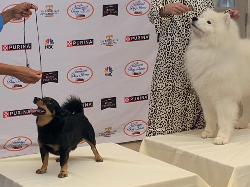 Shown at left, Kanji, a Lancashire heeler, will make his breed's debut at the National Dog Show and compete for the title of Best in Show.