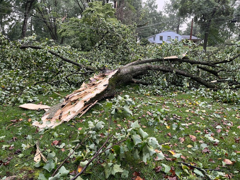 A snapped tree on Glenview Road in Glen Mills, Delaware County, Aug. 8, 2023.