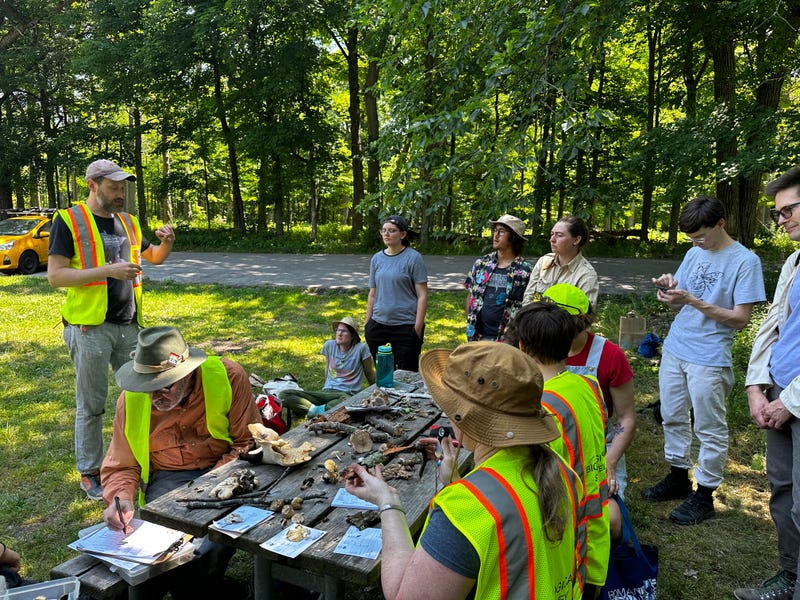The Illinois Mycological Association is a mushroom club made up of fungi enthusiasts. The club will be hosting its annual mushroom show Sunday at the Chicago Botanic Garden.
