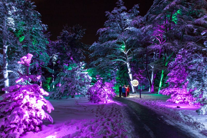 Illumination: Tree of Lights at The Morton Arboretum