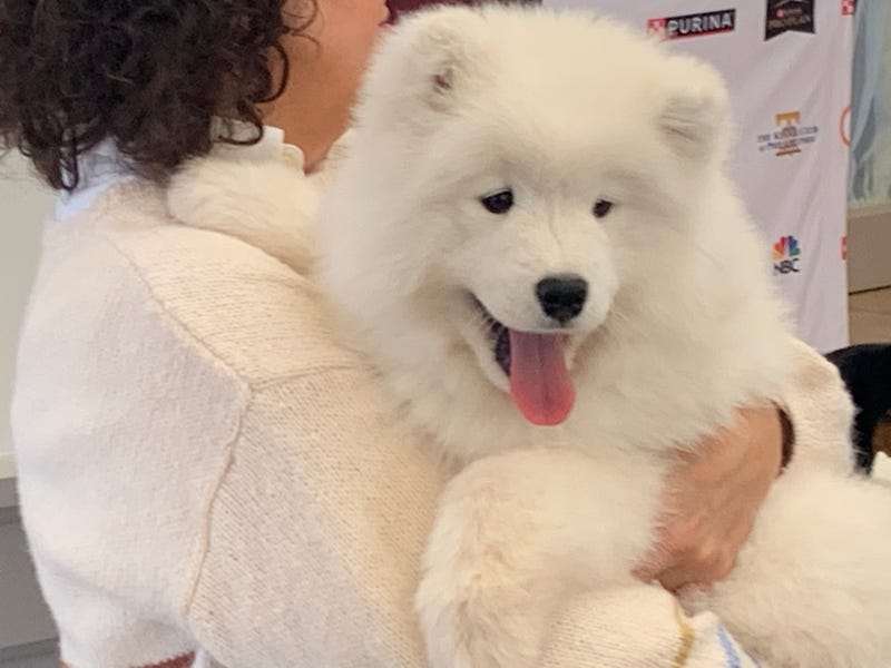 A handler holds a dog that will compete in the Kennel Club of Philadelphia's National Dog Show on Saturday and Sunday at the Greater Philadelphia Expo Center in Oaks, Montgomery County.